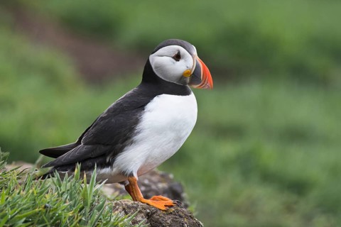 Puffin (Fratercula arctica) Skomer Island, Wales, Great Britain