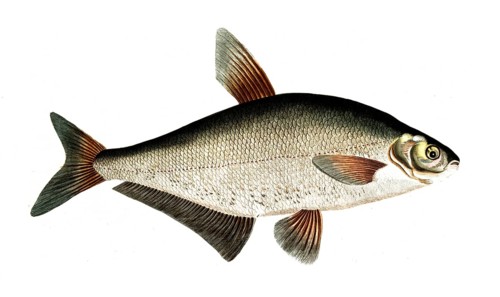 Fish, Fish, genus of carp fish, Cyprinus ballerus, the Sope, Historical, digitally restored