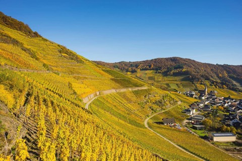 Vineyards in autumn, Mayschoß with parish church, red wine growing region Ahrtal, red wine of the