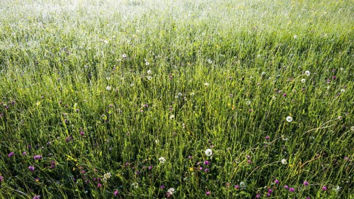 Alpine meadow, Lorettowiesen near Oberstdorf, Allgäu, Bavaria, Germany, Europe