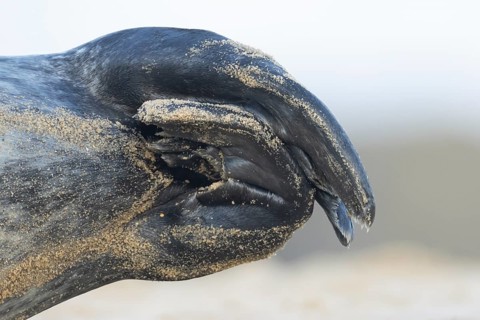 Grey seal (Halichoerus grypus) adult animal close up of its hind flippers, Norfolk, England, United