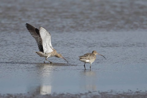 Eurasian curlew (Numenius arquata) adult bird displaying to another bird in a shallow lagoon,