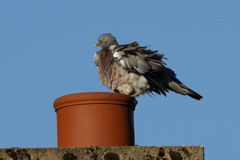 Wood pigeon (Columba palumbus) adult bird shaking its feathers on an urban house rooftop chimney,