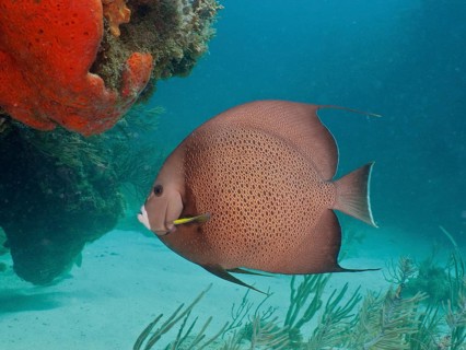 Gray angelfish (Pomacanthus arcuatus) swimming next to a sea sponge on a reef, dive site Blue Heron