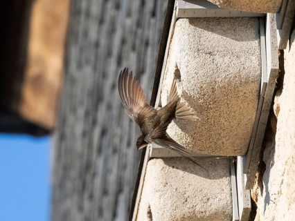 Common swift (Apus apus), adult bird in flight leaving its nest, which is one of a row of