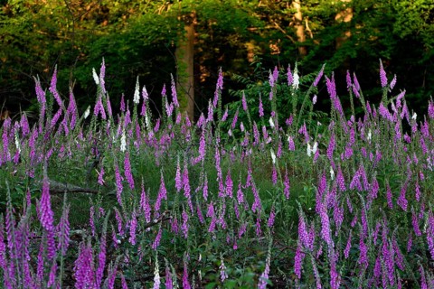 Common foxglove and white foxglove (Digitalis purpurea) in a clearing in the forest, Lower Rhine,