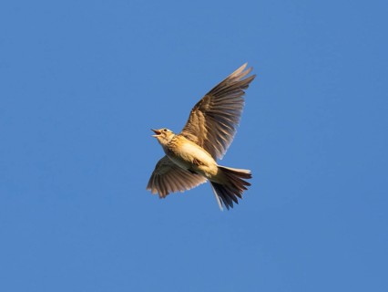 Eurasian skylark (Alauda arvensis) singing in flight against a blue sky in the breeding season,