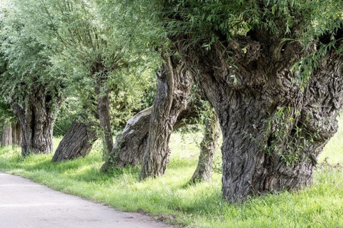 Old pollarded willow, willow (Salix viminalis), Poel Island, Mecklenburg-Western Pomerania,
