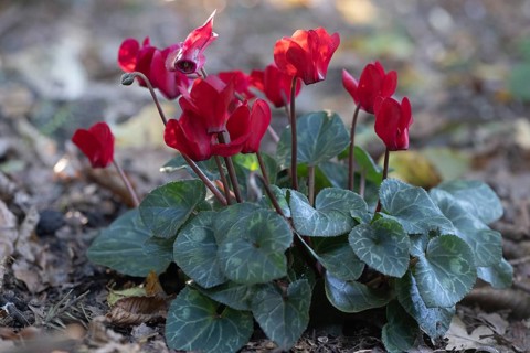 Cyclamen hederifolium or Neapolitan cyclamen (Cyclamen hederifolium), Emsland, Lower Saxony,