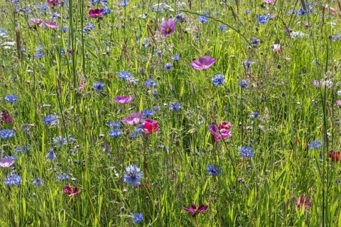 Flower meadow with cornflowers (Centaurea cyanea) and cosmos (Cosmos), Emsland, Lower Saxony,