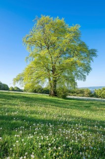 European beech (Fagus sylvatica), solitary in spring standing in a meadow with dandelion (Taraxacum