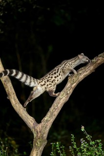 Common genet (Genetta genetta), climbing on a tree wildlife in a forest, Montseny National Park,