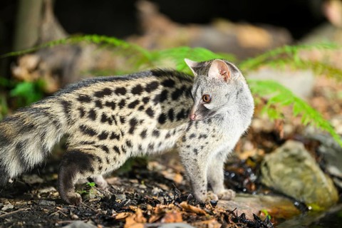 Common genet (Genetta genetta), wildlife in a forest, Montseny National Park, Catalonia, Spain,