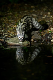 Common genet (Genetta genetta) at the shore of a lake, wildlife in a forest, Montseny National