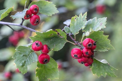 Hawthorn (Crataegus monogyna), fruits, Speyer, Rhineland-Palatinate, Germany, Europe