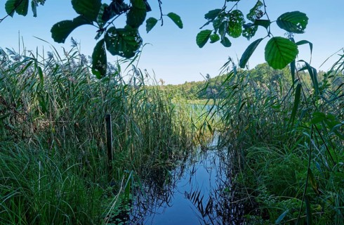 Wetland near a hiking car park in the south of the Wigry National Park near Krusznik in northern