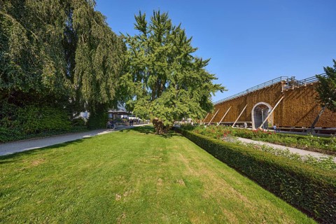 General view of a tree of the species Ginkgo (Ginkgo biloba) in the spa gardens of Bad Salzuflen,