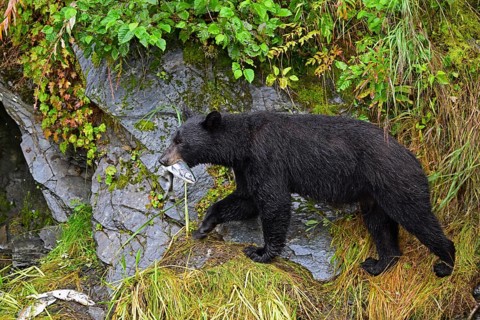 American Black Bear (Ursus americanus) climbing over rocks along the edge of the forest with a
