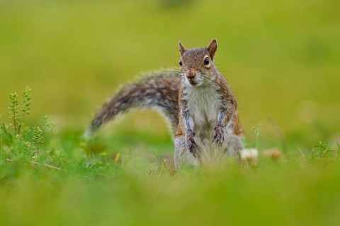 Grey Squirrel (Sciurus carolinensis), on meadow, springtime, Florida, USA, North America