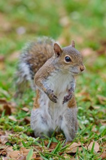 Grey Squirrel (Sciurus carolinensis), on meadow, springtime, Florida, USA, North America