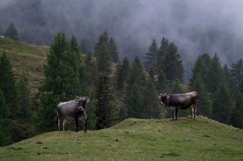 Two dairy cows, cows, on the pasture, alpine path, Klammeben, Hirzer near Saltaus, Schenna, Scena,