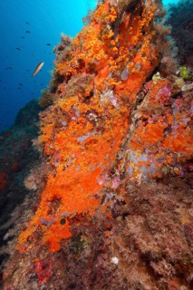 Yellow cluster anemone (Parazoanthus axinellae) and Orange upholstery sponge (Reniera fulva) in the