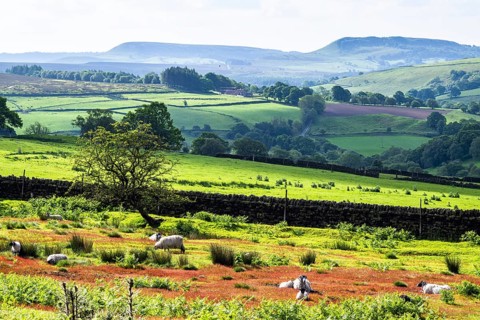 Farms and Sheeps in North York Moors National Park, Yorkshire, England, United Kingdom, Europe