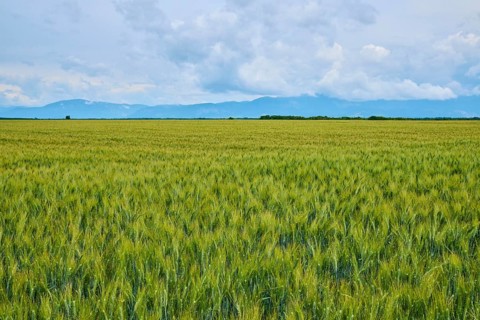 Wheat field (Triticum), mountains and cloudy sky in the background, summer, Valensole,