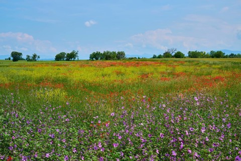 Flower meadow with poppies (Papaver), and sage (Salvia), slightly overcast sky, summer, Valensole,