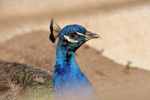 Indian peafowl (Pavo cristatus), portrait, captive, North Rhine-Westphalia, Germany, Europe