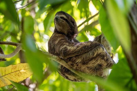 Brown-throated sloth (Bradypus variegatus) sitting in a tree, Cahuita National Park, Costa Rica,