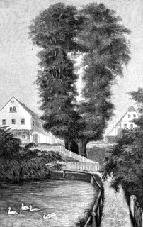 Strange trees in Germany, the Schmorsdorf lime tree, virca 800 years old summer lime tree, district