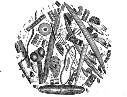 Diatoms or diatoms, Bacillariophyta, from the infusoria stock from Berlin, Germany, illustration