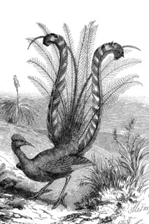 Grey-backed Lyrebird, Menura novaehollandiae, also known as the magnificent Lyrebird, historical,