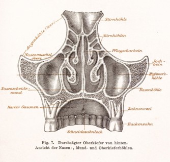 Medicine, anatomy, illustration, drawing, detailed representation of the sawed-through upper jaw