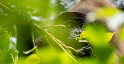 Mantled howler (Alouatta palliata) eating leaves in a tree, Cahuita National Park, Costa Rica,