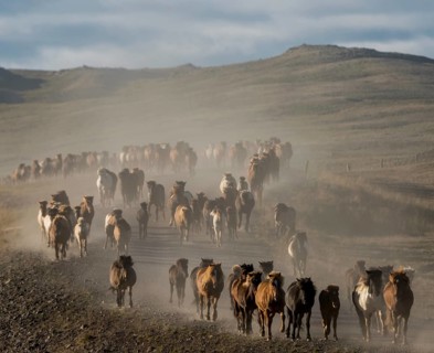 Large number of Icelandic horses (Equus islandicus) at the horse round-up or réttir, covered in a