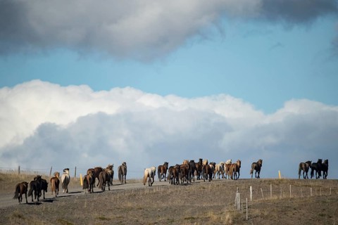 Icelandic horses (Equus islandicus) at the horse round-up or Réttir, near Laugarbakki, North