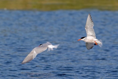 Two common terns (Sterna hirundo) adults in breeding plumage in summer, showing underside and upper