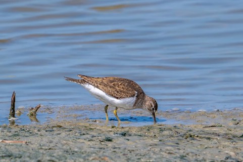 Common sandpiper (Actitis hypoleucos, Tringa hypoleucos) foraging for invertebrates in mud along
