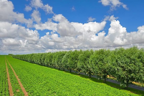 Row of white willows (Salix alba) trees lining country road, dirt road along field on a cloudy day