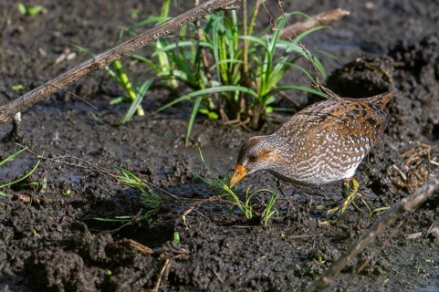 Spotted crake (Porzana porzana, Ortygometra porzana) juvenile foraging in marshland in summer