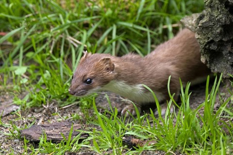 Ermine, stoat (Mustela erminea) hunting in forest, Germany, Europe