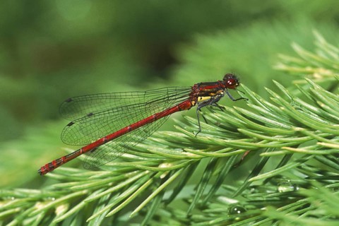 Large red damselfly (Pyrrhosoma nymphula)