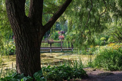 Foot bridge decorated with flower boxes over pond overgrown with Chlorophyta, Green Algae and
