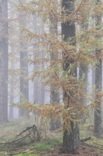 Fog in the larch forest (Larix decidua), Emsland, Lower Saxony, Germany, Europe