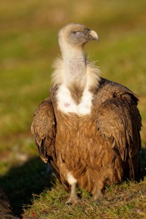 Griffon vulture (Gyps fulvus), portrait, Pyrenees, Catalonia, Spain, Europe
