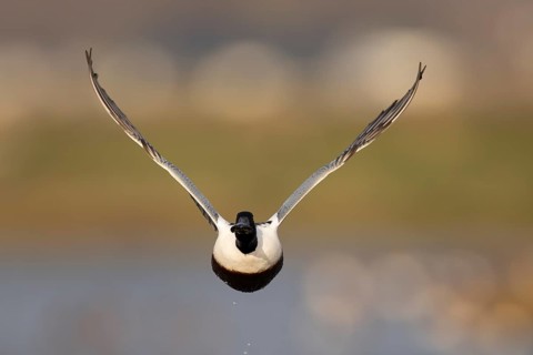 Shoveler (Anas clypeata)