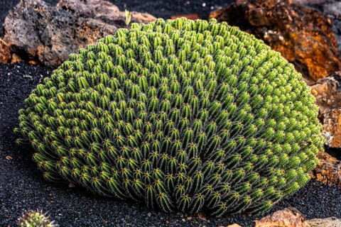 2016, Raimund Franken, Model Release:Not, Property Release: Not Guatiza, Lanzarote, Jardin de