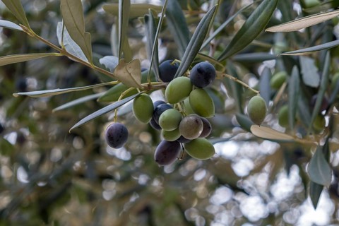 Close-up of olives on a branch with green leaves in a natural environment, Apulia, Italy, Europe